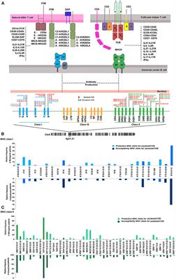 Histocompatibility Complex Status and Mendelian Randomization Analysis in Unsolved Antibody Deficiency